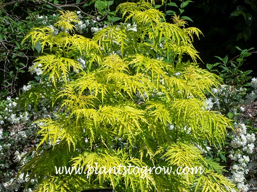 Lemony Lace Elderberry (Sambucus racemosa)